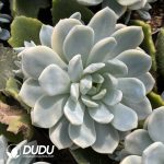 Echeveria Monroe Variegated Clustering (Grafted)