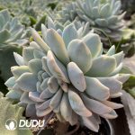 Echeveria Monroe Variegated Clustering (Grafted) - Image 2