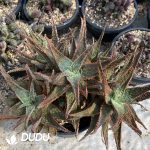 CleistoCactus-winteri.Monkey Tail Cactus Clustering