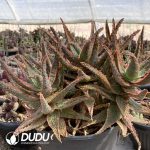 CleistoCactus-winteri.Monkey Tail Cactus Clustering - Image 2