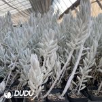 Aeonium Zhifou Clustering