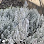 Aeonium Zhifou Clustering - Image 2