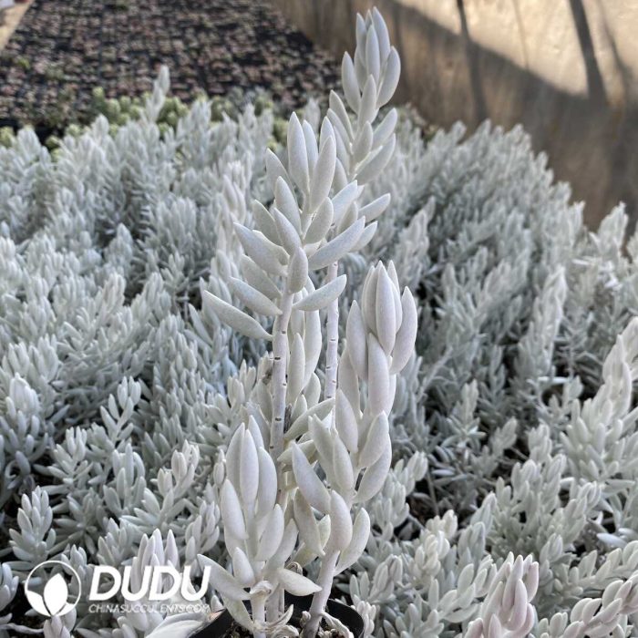 Aeonium Zhifou Clustering - Image 2