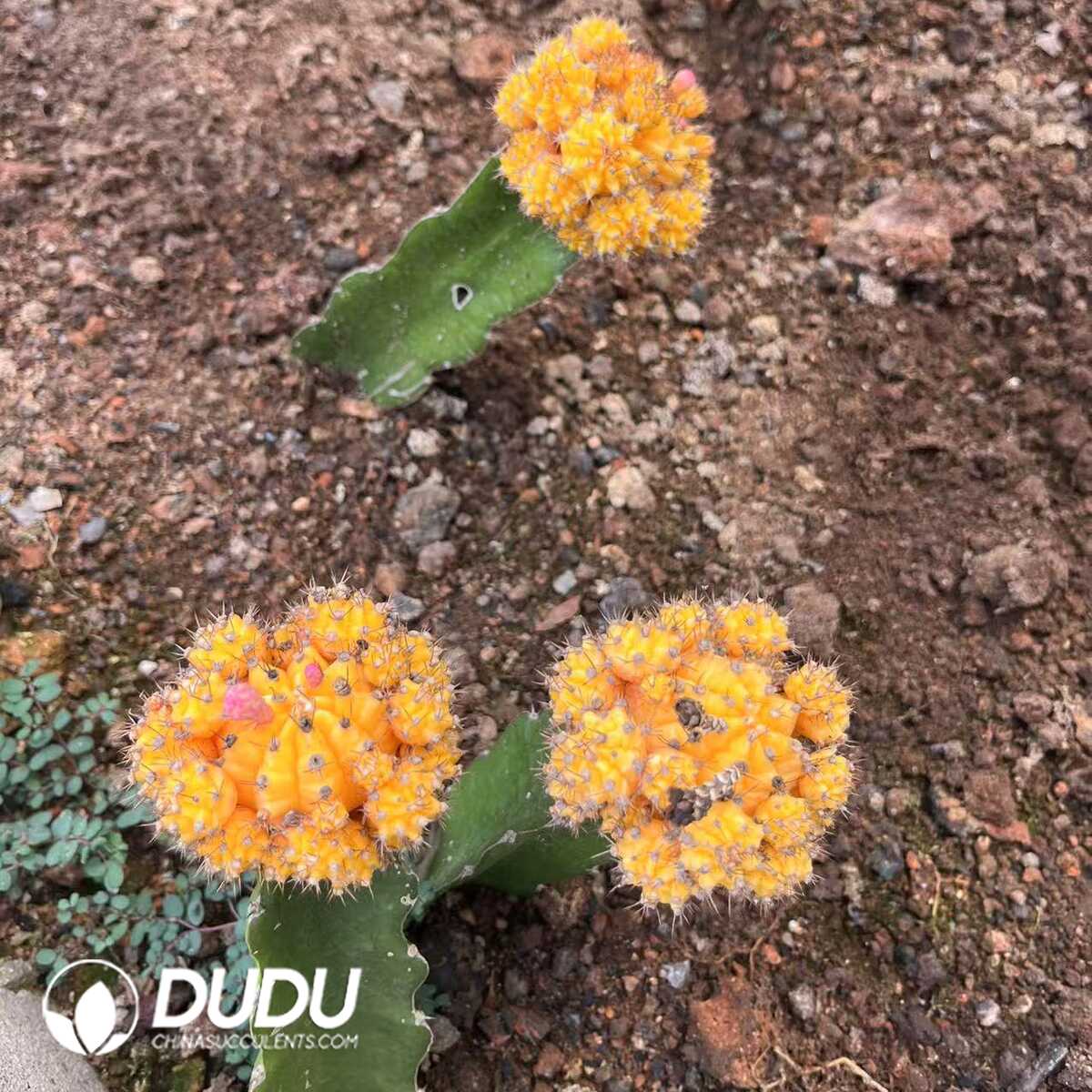 1753163378-e201.jpg Conophytum Large window green wind chime - Image 1