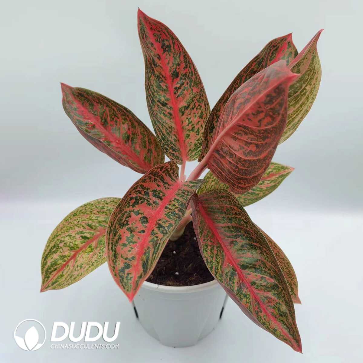1753165245-e201.jpg Aglaonema Star Shining(Seedling 100 pcs?? - Image 1