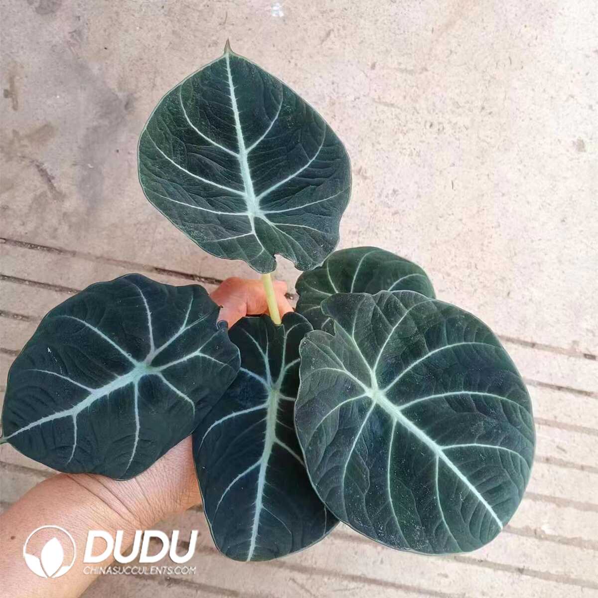 1753170036-e201.jpg Alocasia 'Black velvet'(Seedling 100 pcs?? - Image 1