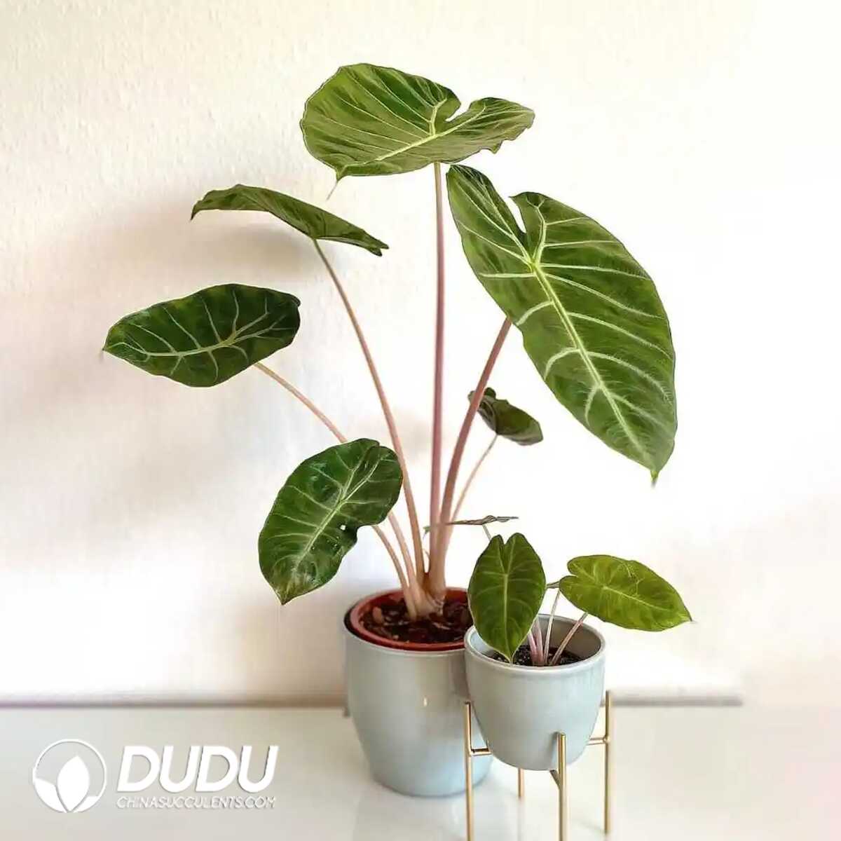 1753170053-e201.jpg Alocasia 'AL26'(Seedling 100 pcs?? - Image 1