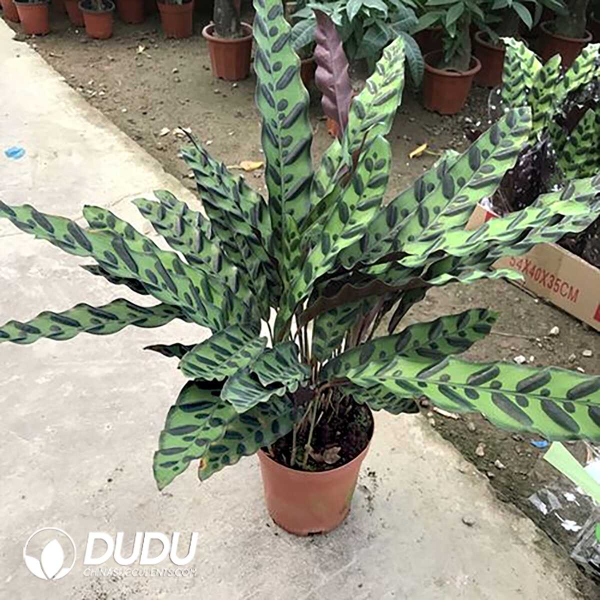 1753170120-e201.jpg Calathea lancifolia/insignis(Seedling 100 pcs?? - Image 1