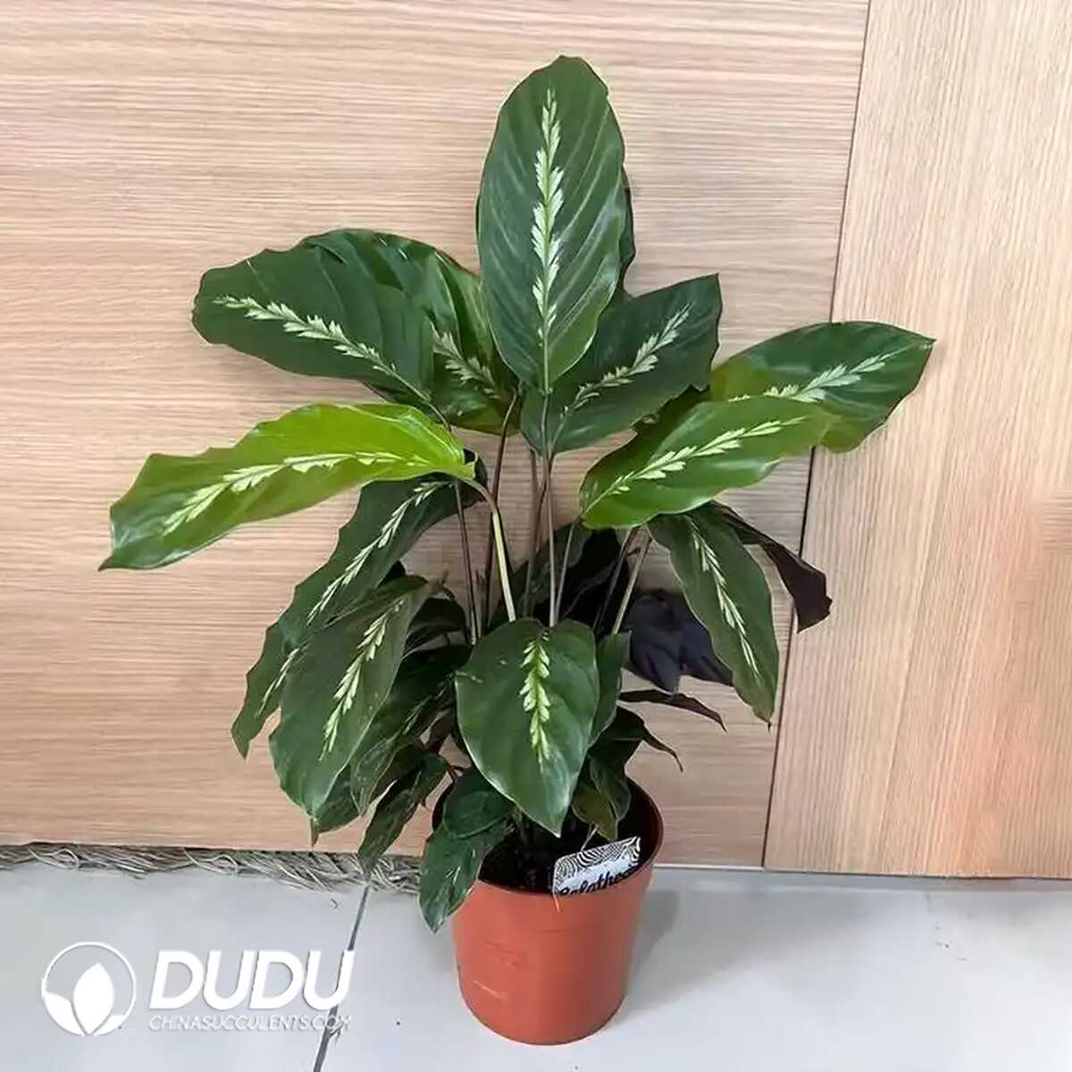 1753170153-e201.jpg Calathea 'Maui Queen'(Seedling 100 pcs?? - Image 1