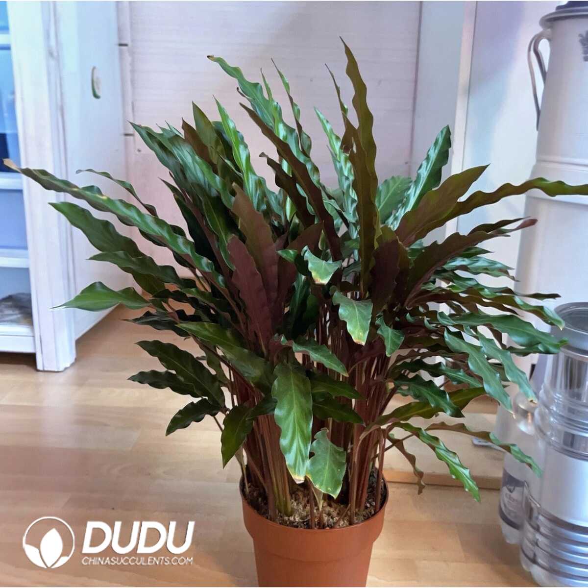 1753170161-e201.jpg calathea rufibarba(Seedling 100 pcs?? - Image 1