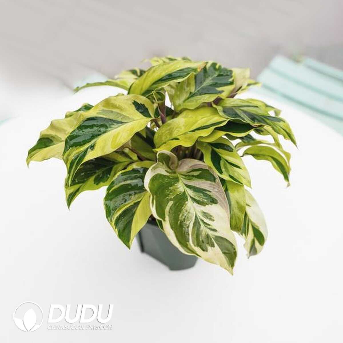 1753170168-e201.jpg Calathea 'Thai Beauty'(Seedling 100 pcs?? - Image 1