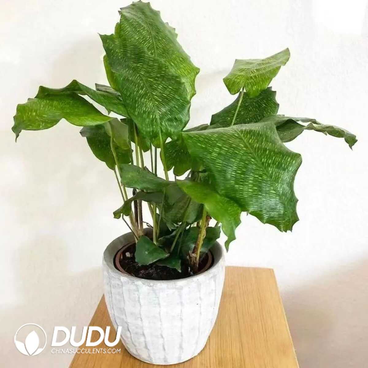 1753170176-e201.jpg Calathea Network(Seedling 100 pcs?? - Image 1