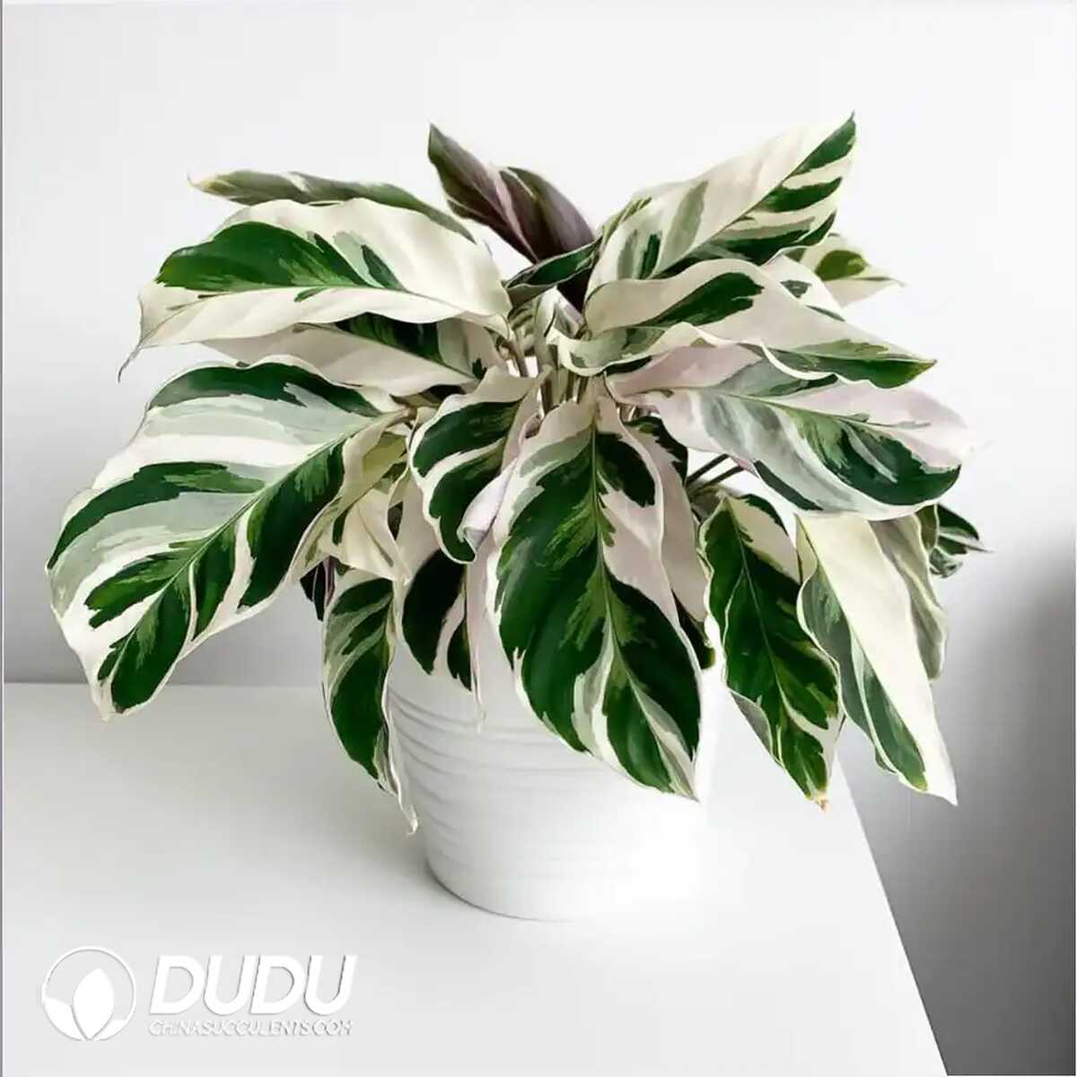 1753170180-e201.jpg Calathea 'Fusion White'(Seedling 100 pcs?? - Image 1