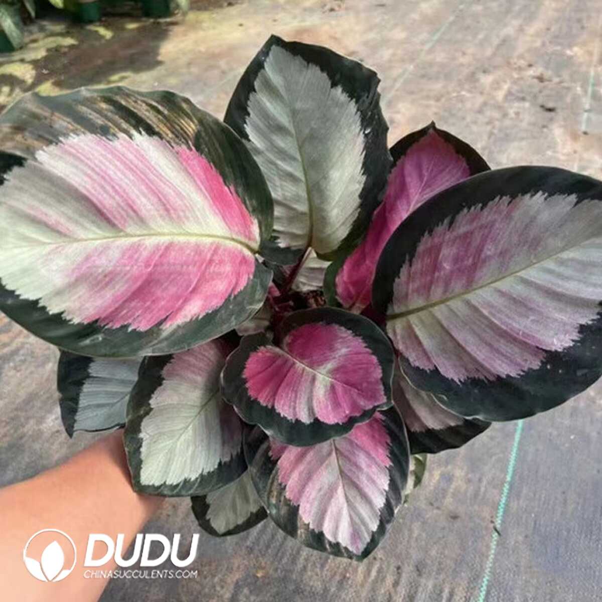 1753170185-e201.jpg Calathea 'C042'(Seedling 100 pcs?? - Image 1