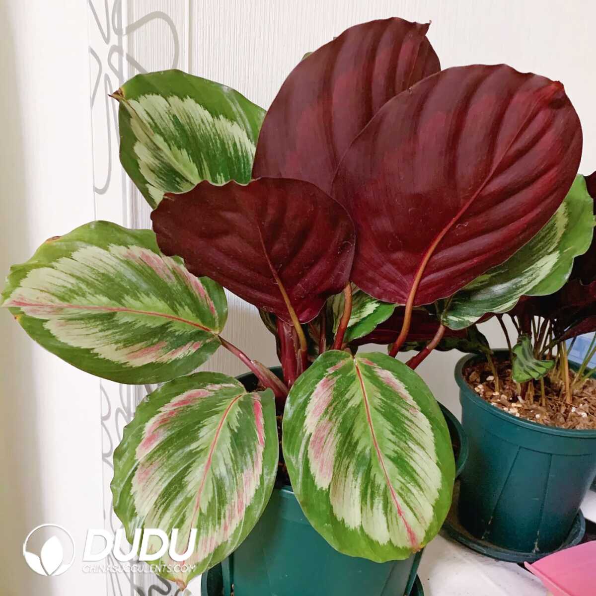 1753170189-e201.jpg Calathea roseopicta(Seedling 100 pcs?? - Image 1