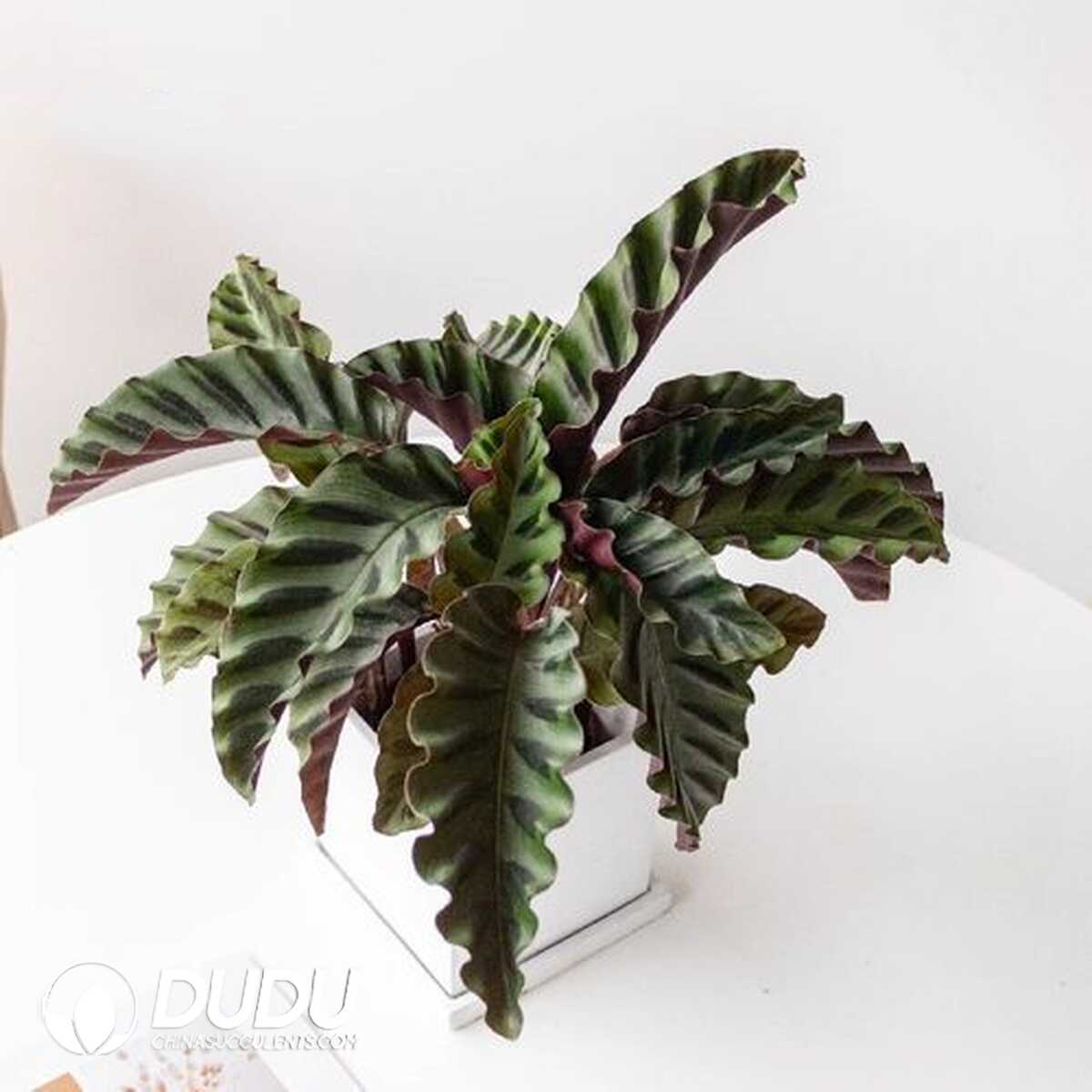 1753170211-e201.jpg Calathea Gandersii(Seedling 100 pcs?? - Image 1