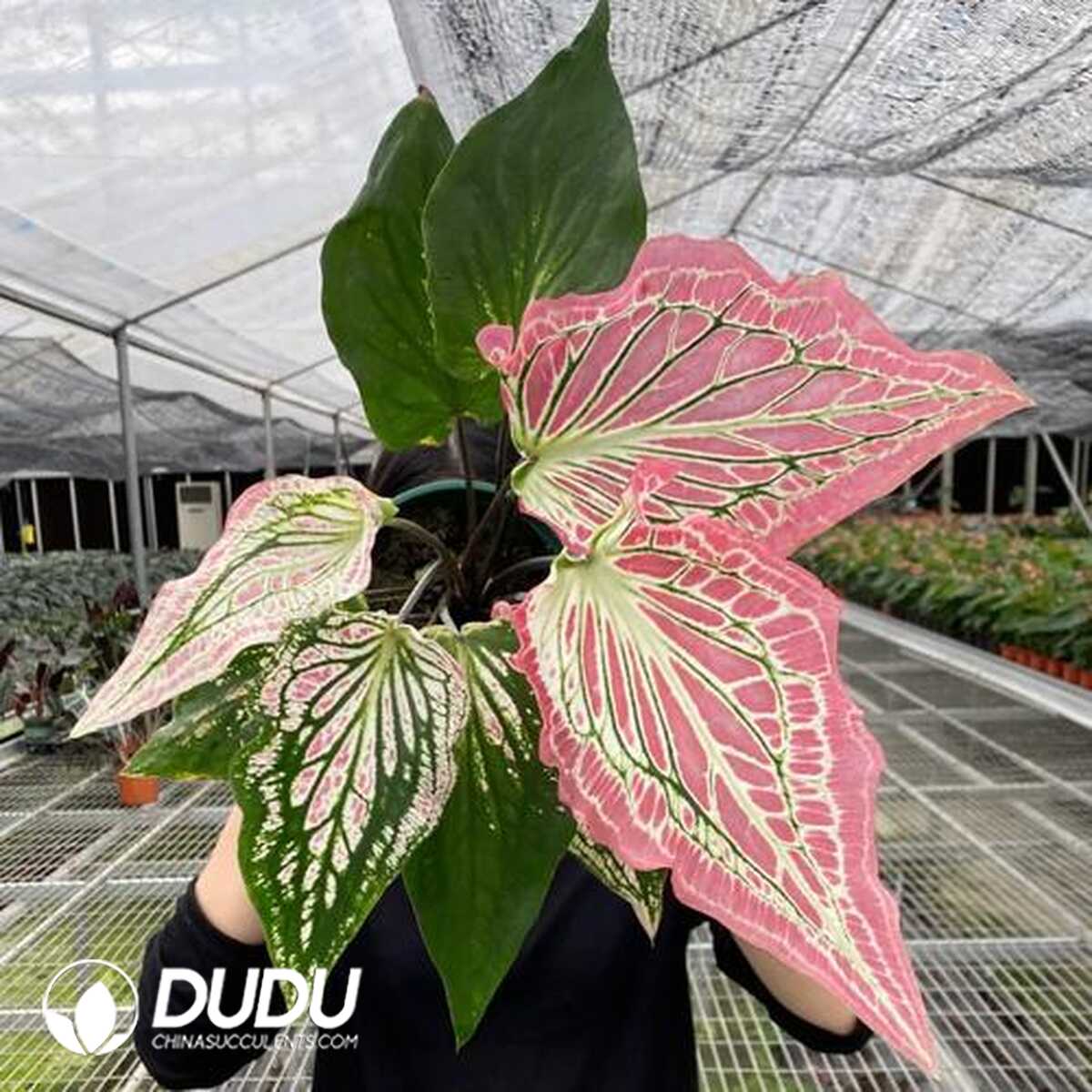 1753170236-e201.jpg Caladium 'Thai Beauty'(Seedling 100 pcs?? - Image 1