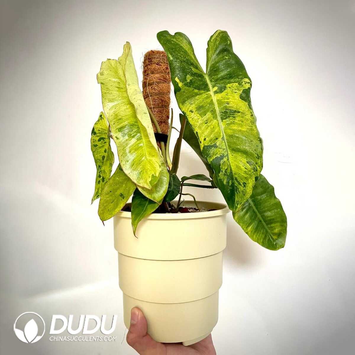 1753170326-e201.jpg Philodendron 'Paraiso Verde'(Seedling 100 pcs?? - Image 1