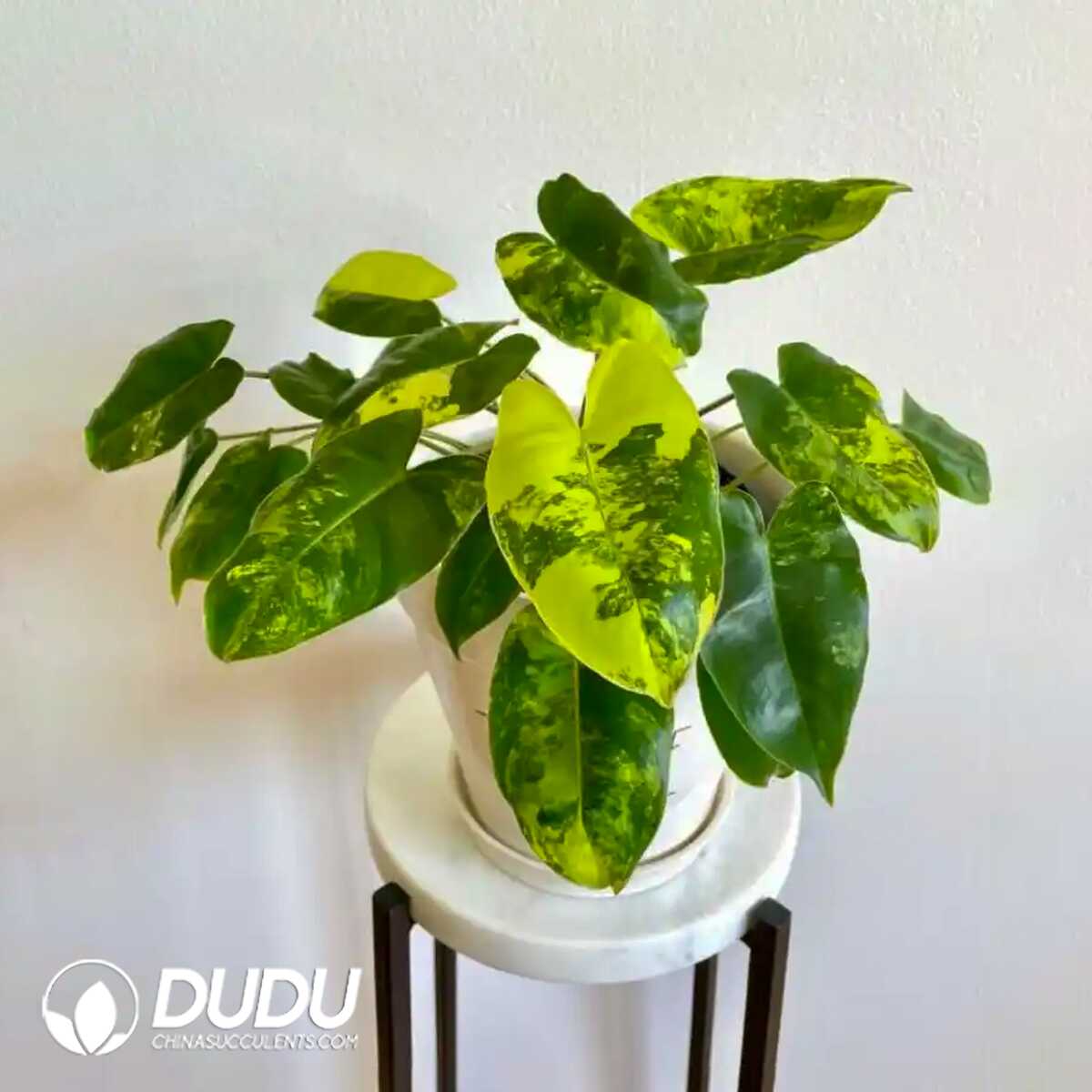 1753170329-e201.jpg Philodendron 'Burle Marx' Albo Variegata(Seedling 100 pcs?? - Image 1