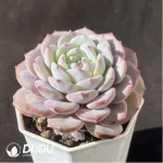 Echeveria Ice Soul - Image 2