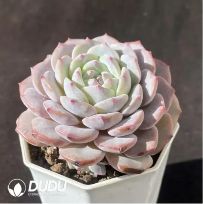 Echeveria Ice Soul - Image 2