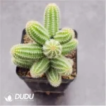 Cactus-Chamaecereus Silvestrii Clustering - Image 2