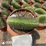 Espostoa Takashi Santa Claus Cristata - Image 2