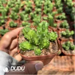 Euphorbia aggregata - Image 2