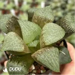 Haworthia Flurry - Image 2