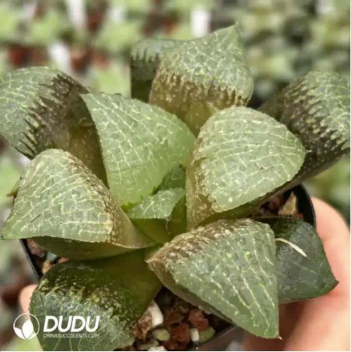Haworthia Flurry - Image 2