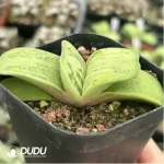 Haworthia Caihu Shou - Image 2