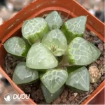 Haworthia Zhi Shou - Image 2