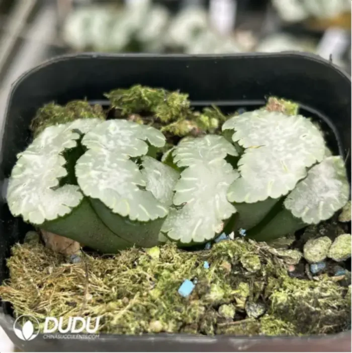 Haworthia Apparition - Image 2