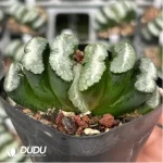 Haworthia Polar bear Truncata - Image 2
