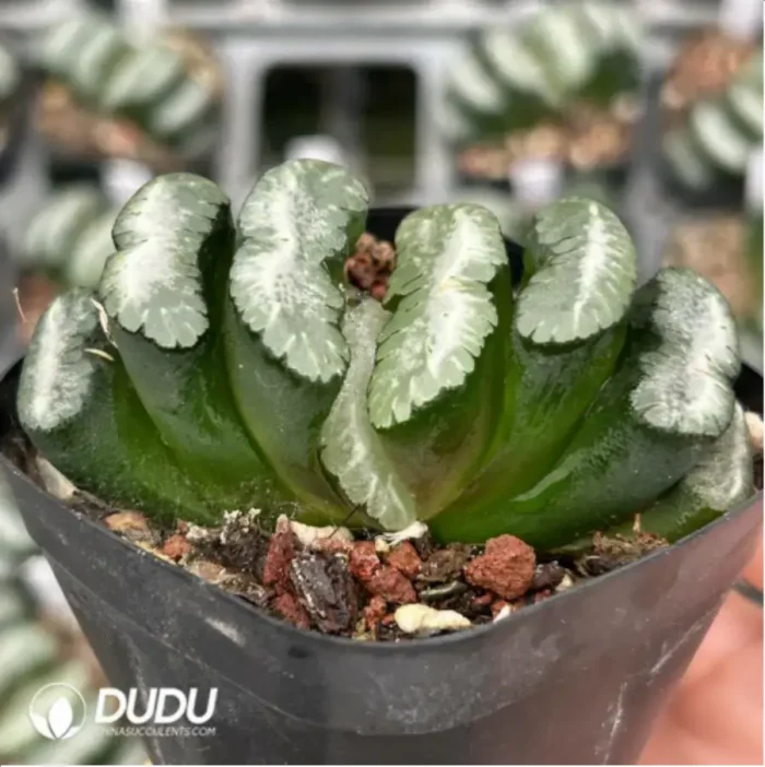 Haworthia Polar bear Truncata - Image 2