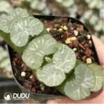 Haworthia Orbiculata - Image 2