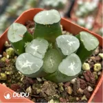 Haworthia Truncata Gaint Hakua - Image 2