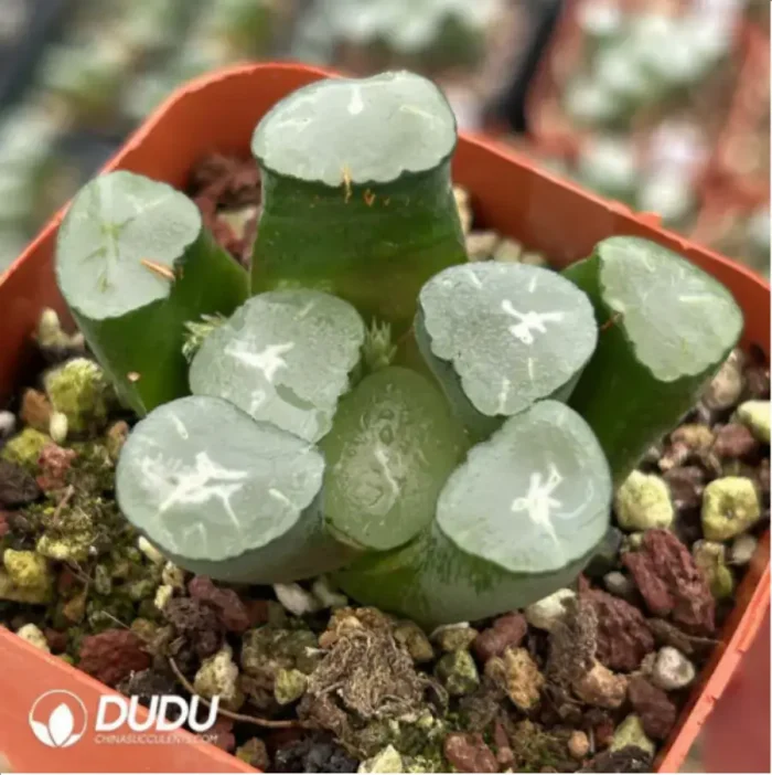 Haworthia Truncata Gaint Hakua - Image 2