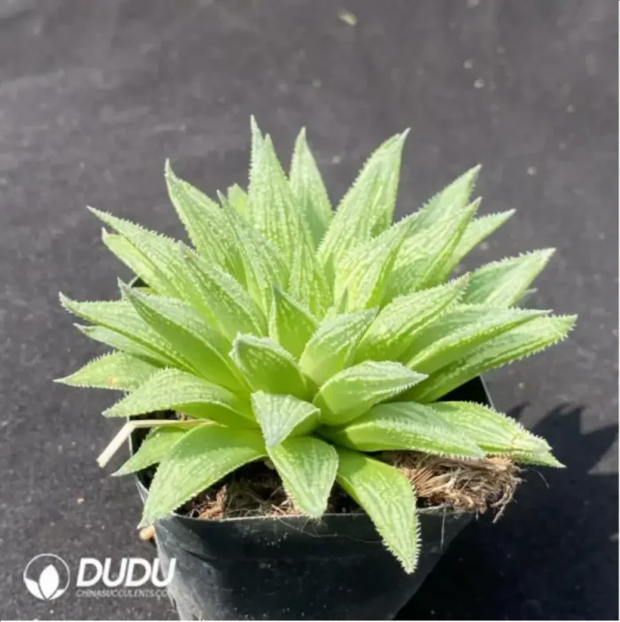 Haworthia Kegazato magnifica - Image 2