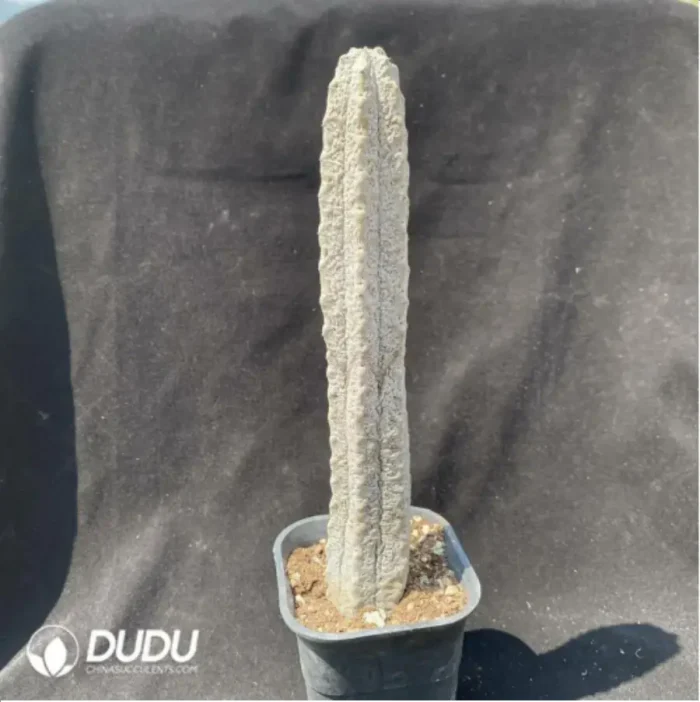 Euphorbia-abdelkuriBalfour fil - Image 2