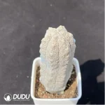 Euphorbia abdelkuri - Image 2