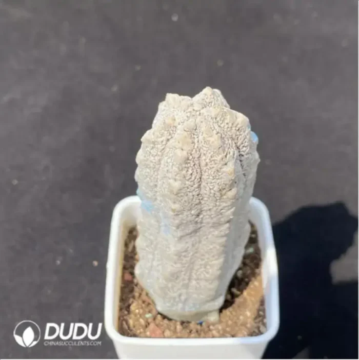 Euphorbia abdelkuri - Image 2