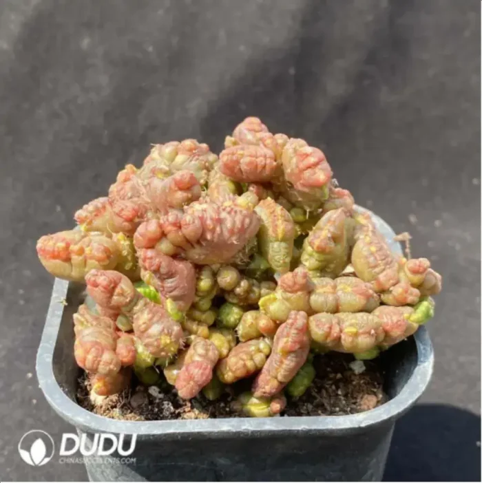 Cactus-Mammillaria bocasana cv.Fred - Image 2