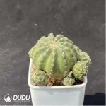 Cactus-Zhaohe - Image 2