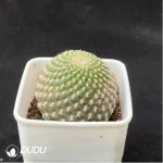 Cactus-Rebutia arenacea - Image 2