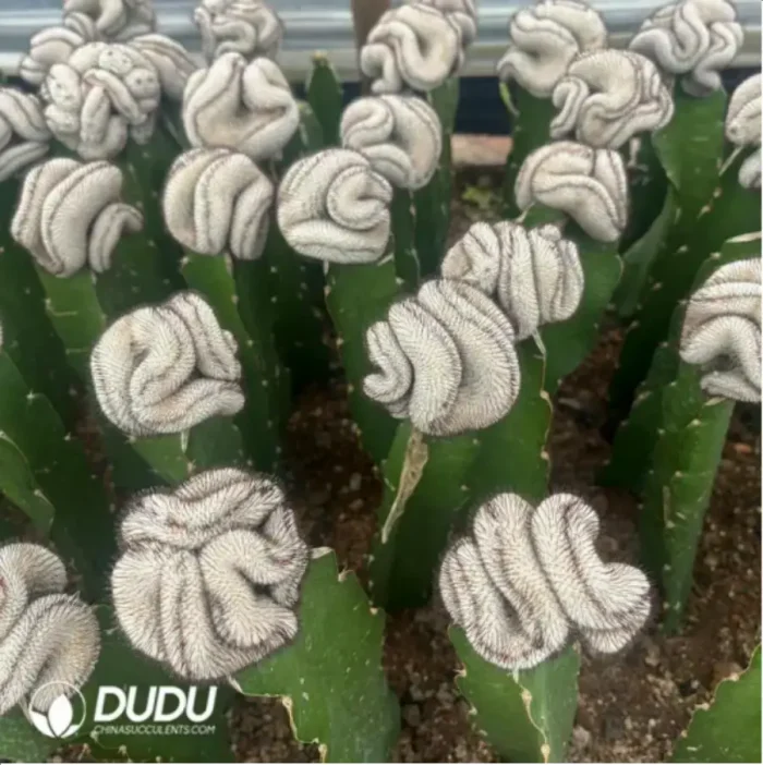 Cactus-Mammillaria Perezdelarosae (60mm) - Image 2