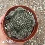 Rebutia steinmannii - Image 2