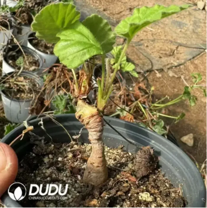 240MM Aeonium Sweet Tea Clustering - Image 2