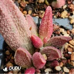 Adromischus Lace Red Egg - Image 2