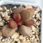Adromischus Ku Zibo - Image 2